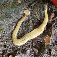 Experts warn invasive hammerhead worms secrete "nasty toxin" and can be a foot long. Here's what to know. - CBS News