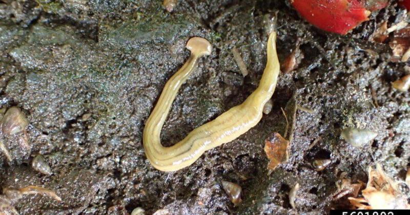 Experts warn invasive hammerhead worms secrete "nasty toxin" and can be a foot long. Here's what to know. - CBS News