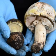 Wild mushroom poisoning in Australia: 3 dead after family meal