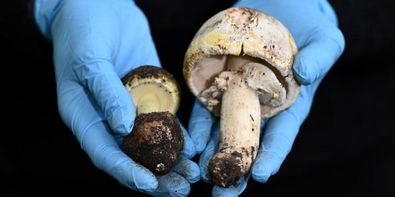 Wild mushroom poisoning in Australia: 3 dead after family meal