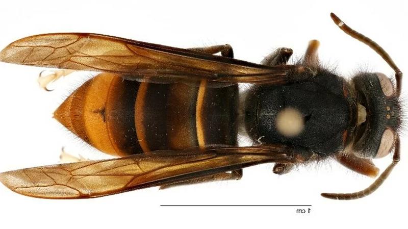 An invasive hornet that hunts honeybees is spotted in the U.S. for the first time