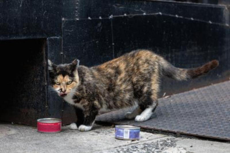 A tidal wave of stray cats is overwhelming neighborhoods across NYC