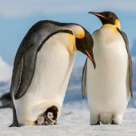 Some emperor penguin sites experienced 'total breeding failure' because of sea ice loss