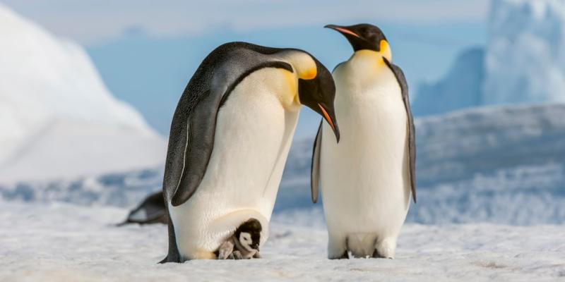 Some emperor penguin sites experienced 'total breeding failure' because of sea ice loss