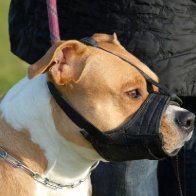 REPORT: Rescue dog in muzzle still a good boy