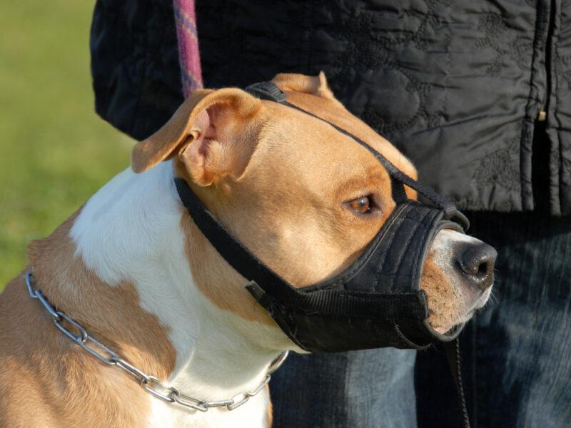 REPORT: Rescue dog in muzzle still a good boy