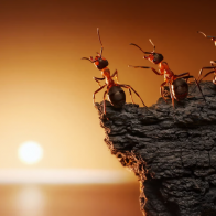 Parasite turns hapless ants into zombies at sunrise and sunset