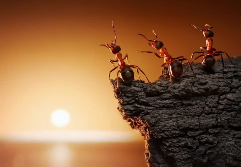 Parasite turns hapless ants into zombies at sunrise and sunset