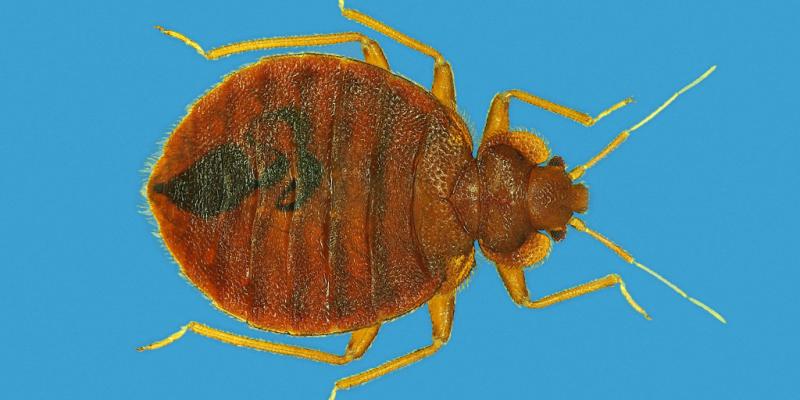 Bedbugs bite into Paris, stoking fears ahead of the Olympics