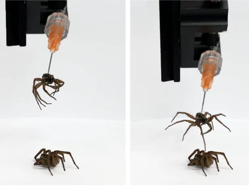 Why scientists are reanimating spider corpses for research
