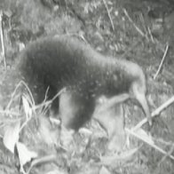 Endangered egg-laying mammal seen for the first time in over 60 years