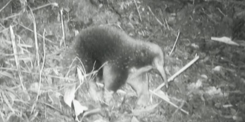Endangered egg-laying mammal seen for the first time in over 60 years