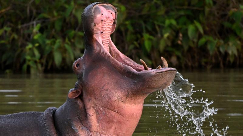 Colombia to Sterilize Pablo Escobar's 'Cocaine Hippos' - The New York Times