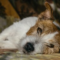 What to know on the mystery dog respiratory illness: Signs, symptoms and more