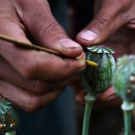 War-wracked Myanmar is now the world's top opium producer