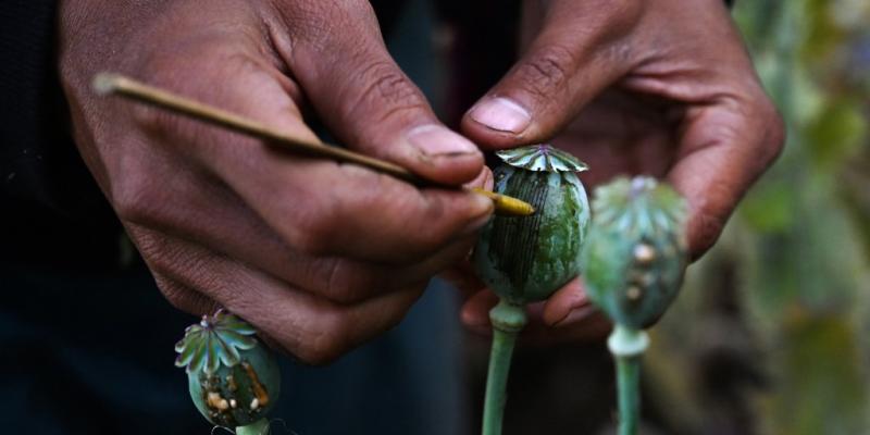 War-wracked Myanmar is now the world's top opium producer