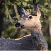 'Zombie deer disease' epidemic spreads in Yellowstone as scientists raise fears it may jump to humans | Wildlife | The Guardian