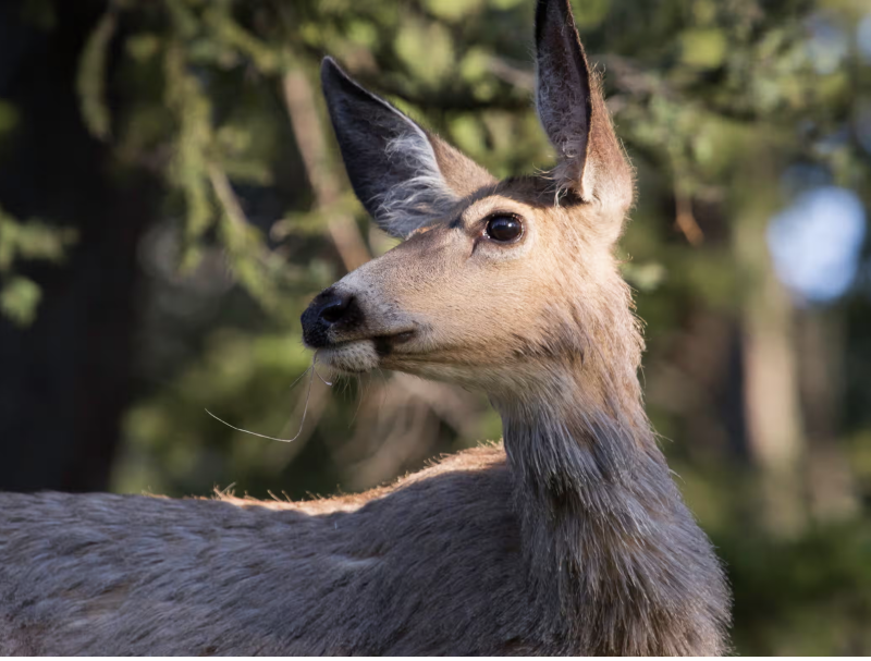 'Zombie deer disease' epidemic spreads in Yellowstone as scientists raise fears it may jump to humans | Wildlife | The Guardian