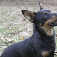 Lancashire heeler latest breed recognized by American Kennel Club | AP News