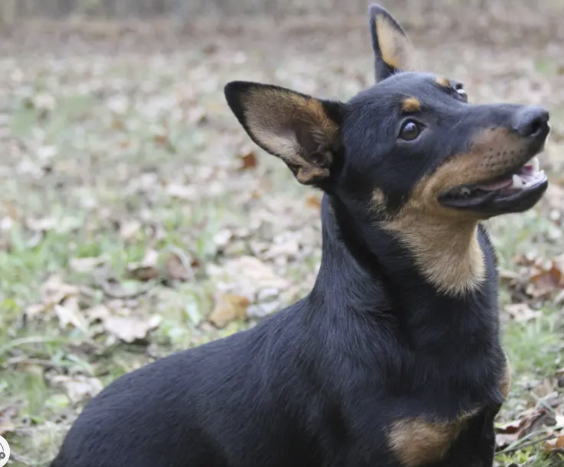 Lancashire heeler latest breed recognized by American Kennel Club | AP News