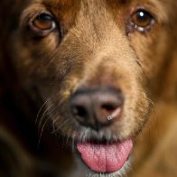 31-year-old Bobi was named the world's oldest dog, but now title is on hold