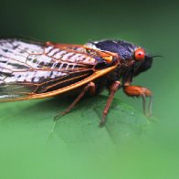 Billions of cicadas will emerge in rare 2024 double-brood event