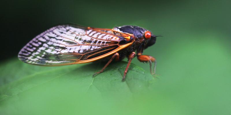 Billions of cicadas will emerge in rare 2024 double-brood event