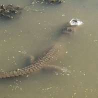 Social media videos of 'gatorcicles' draw big numbers as experts say the reptiles are alive and well