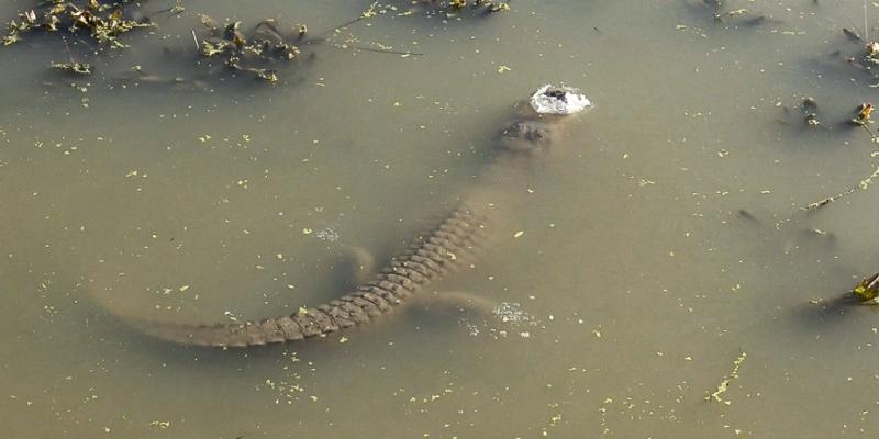 Social media videos of 'gatorcicles' draw big numbers as experts say the reptiles are alive and well