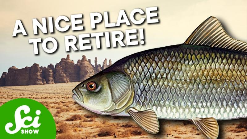 Why the Oldest Fish in the World Live in a Desert