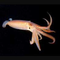 How the Squid Lost Its Shell