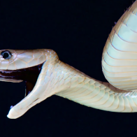 Synthetic antibody could be key to a universal antivenom