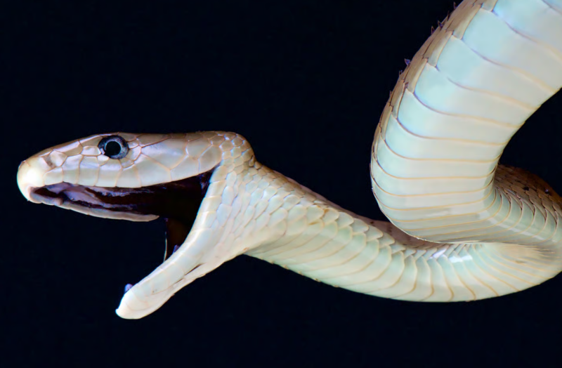 Synthetic antibody could be key to a universal antivenom
