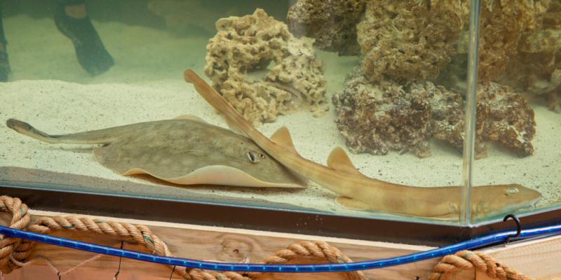 Virgin stingray pregnancy may have a delightfully unusual scientific explanation