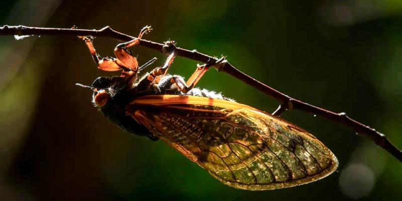 Cicadas incoming: Billions to emerge in double-brood invasion