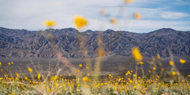 Death Valley's wildflowers and lake are a picture of climate whiplash