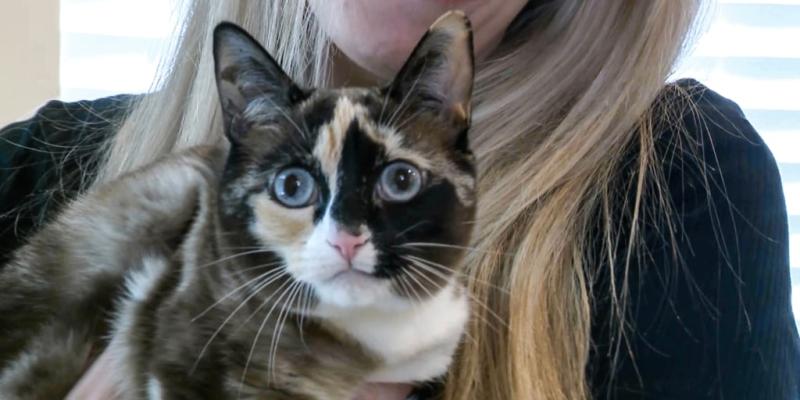 Utah cat found in Amazon warehouse a week after sneaking into a return box