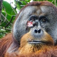 Orangutan seen treating wound with a medicinal plant — a first