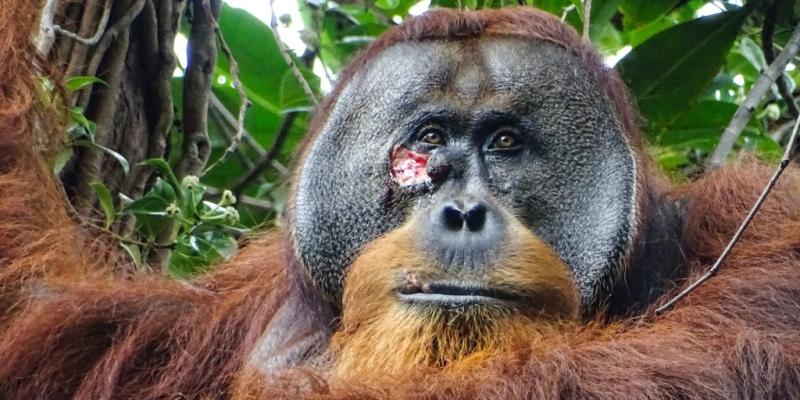 Orangutan seen treating wound with a medicinal plant — a first