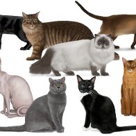 Cat breeds with longest and shortest life expectancy revealed