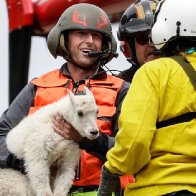 Mountain goats were flown to a new home in Washington, but few survived