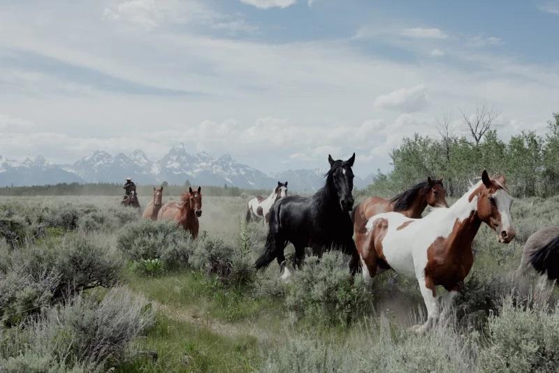 Wyoming offers to sell land to Grand Teton park — or it could go to developers