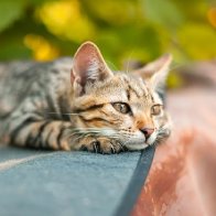 Do cats experience grief? New research suggests they might