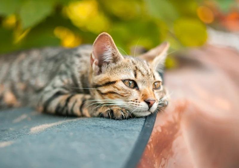 Do cats experience grief? New research suggests they might