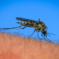 New Hampshire resident dies from EEE, a rare mosquito-borne virus