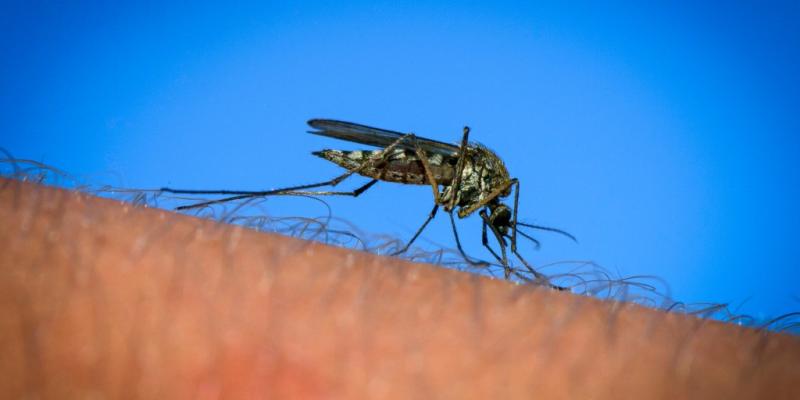 New Hampshire resident dies from EEE, a rare mosquito-borne virus