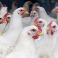 Person infected with bird flu in Missouri had no contact with animals: What to know