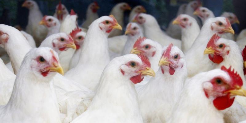 Person infected with bird flu in Missouri had no contact with animals: What to know