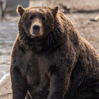 Voting begins for Alaska's Fat Bear Week after one contestant was killed in an attack