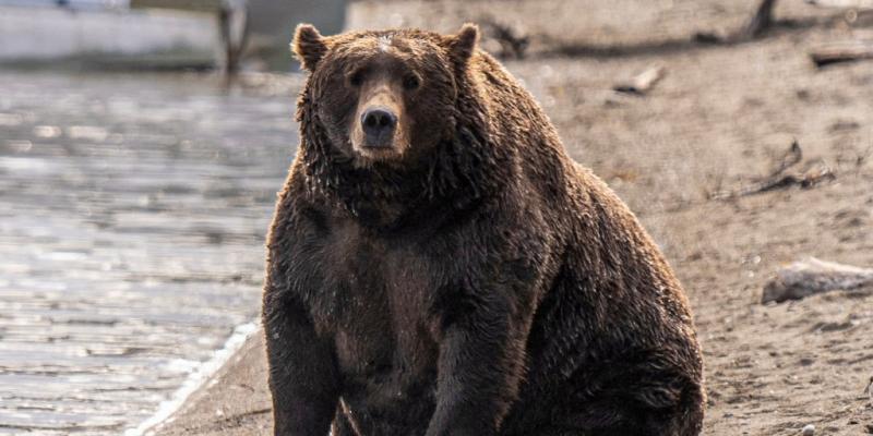 Voting begins for Alaska's Fat Bear Week after one contestant was killed in an attack